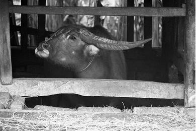 A water buffelo peeks through the gates of his enclosure.